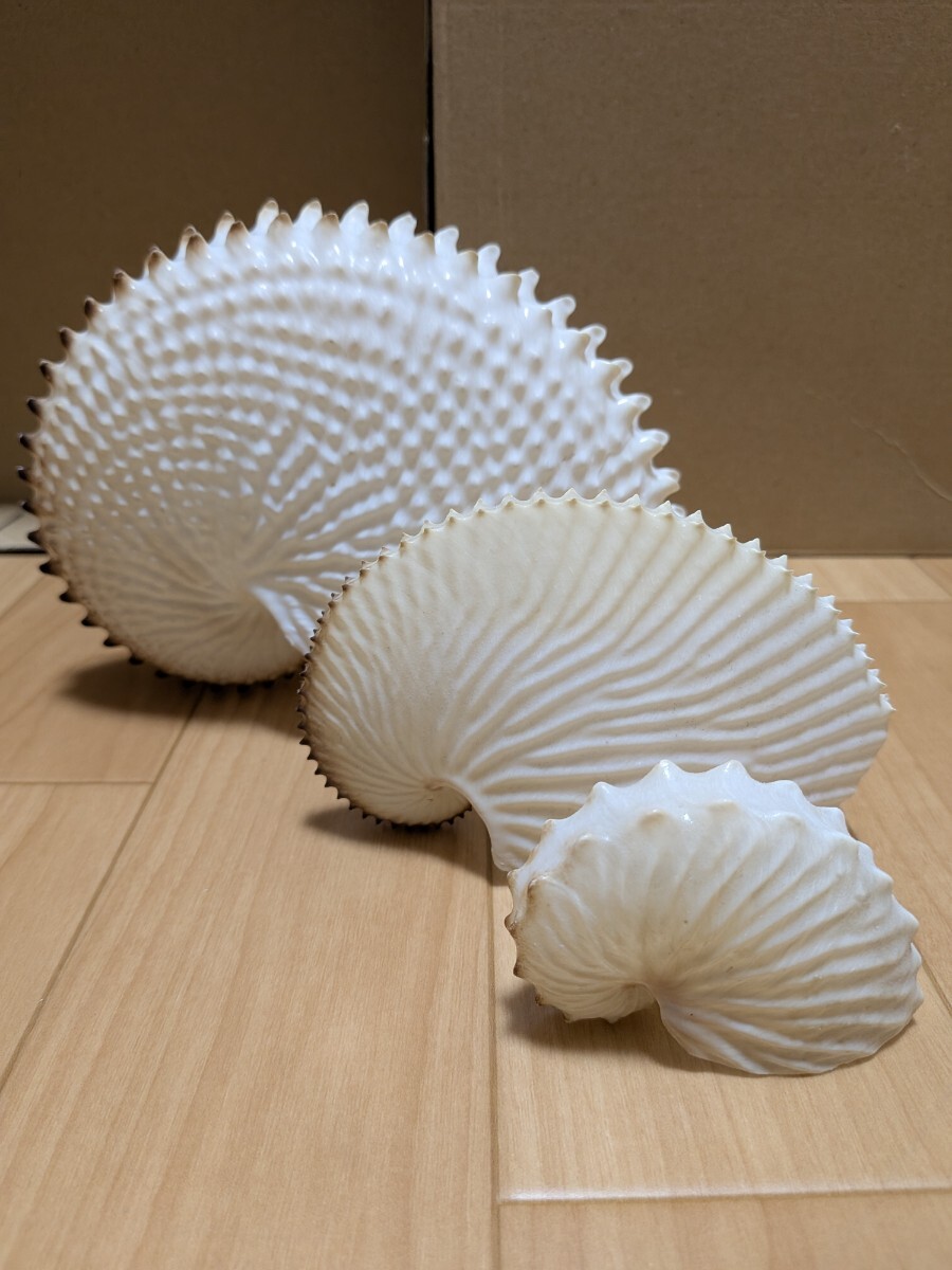中古】タコブネ アオイガイ 大小 31個~青森県 葵貝 天然標本 蛸舟 貝殻