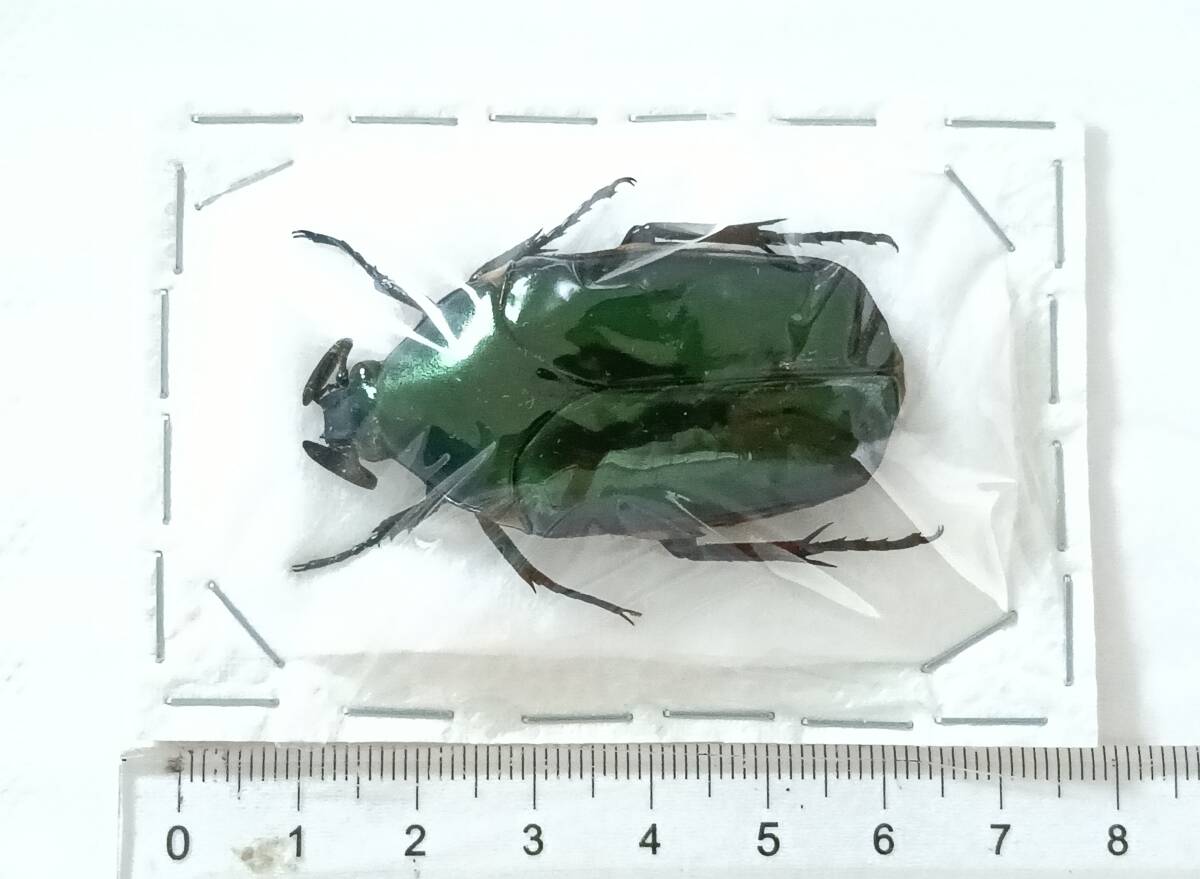 送料210] ＜ゴールド光沢＞ オオヒラタカナブン 昆虫 標本 カナブン