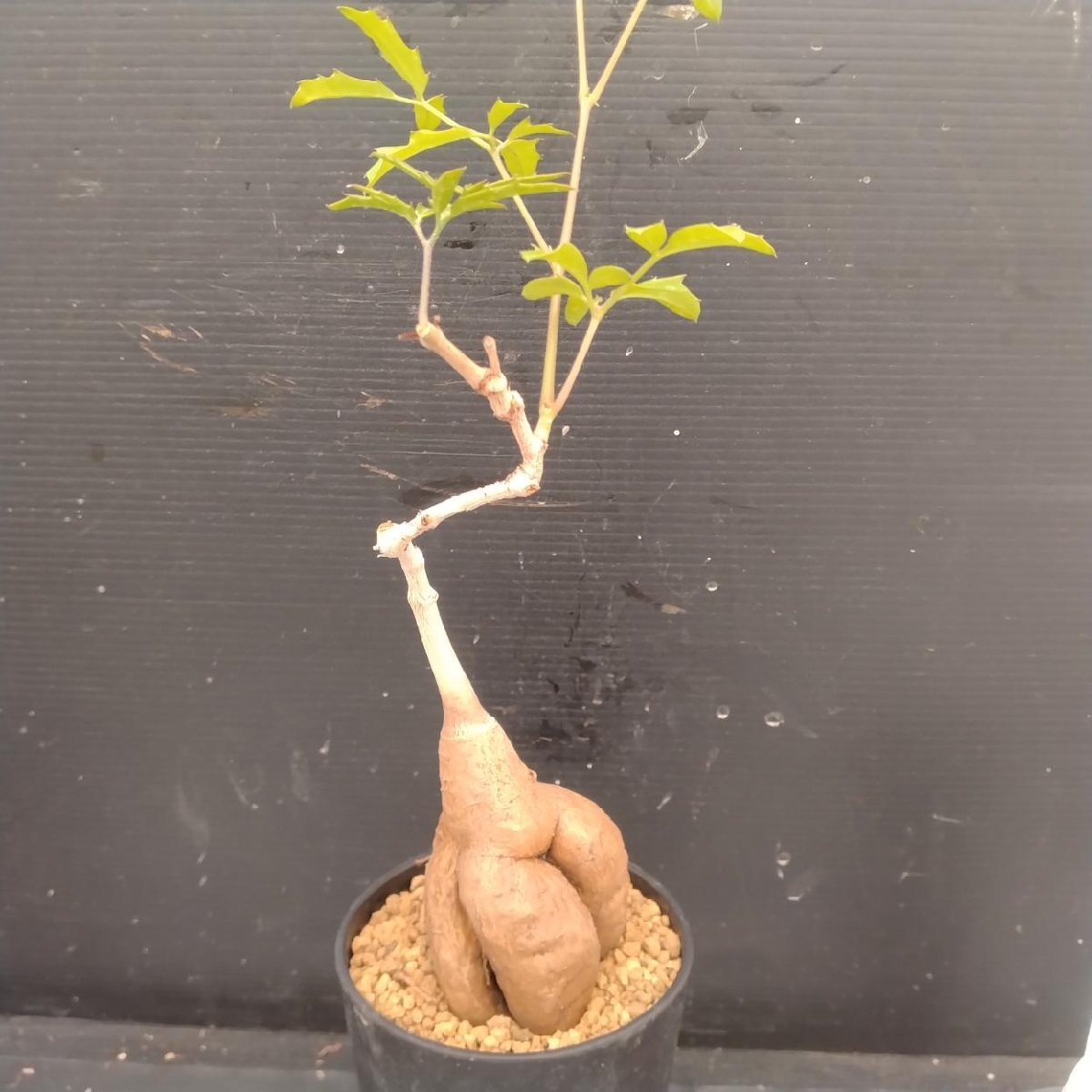 キフォステンマ エレファントプス Cyphostemma elephantopus 大株の