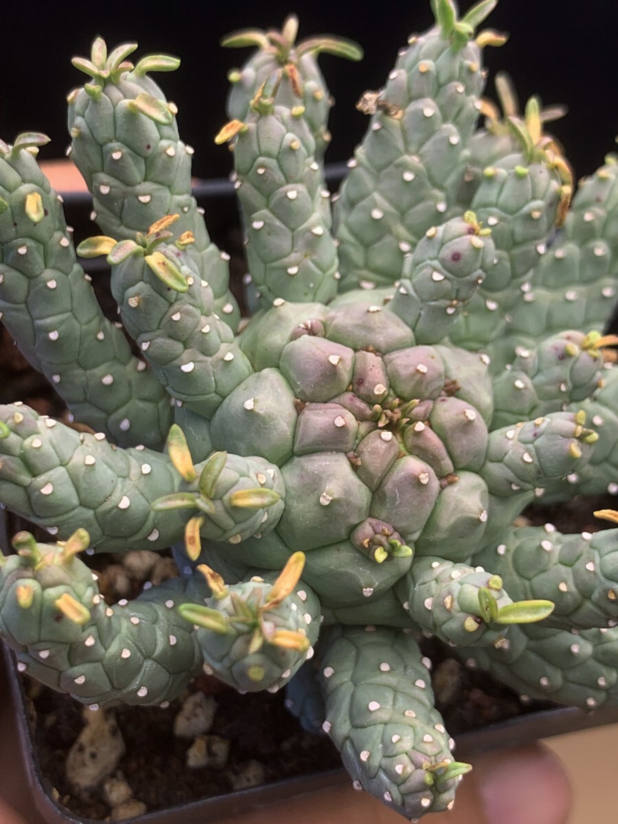 ユーフォルビア ラミグランス // Euphorbia ramiglans, ユーホルビア