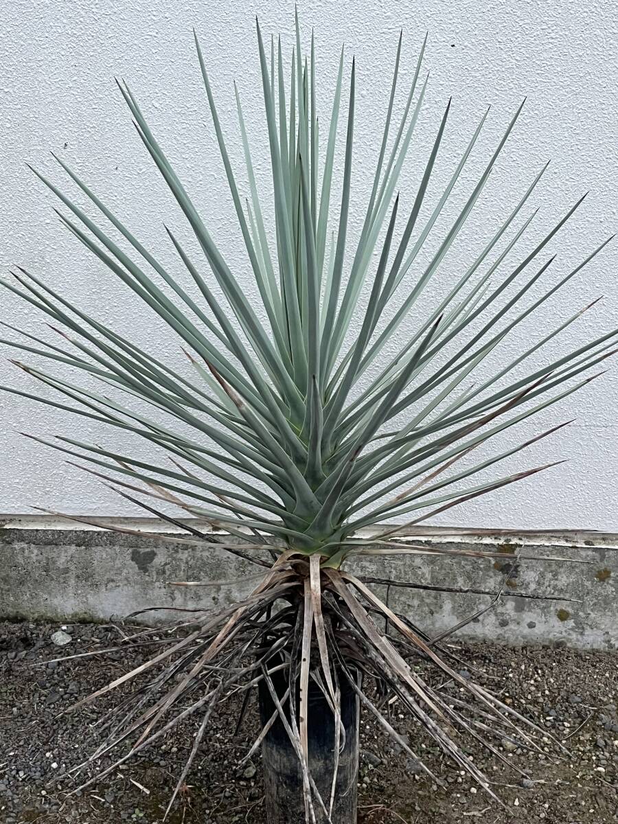 中古】☆ ユッカ・ジョシュアツリー Yucca brevifolia ''現地株