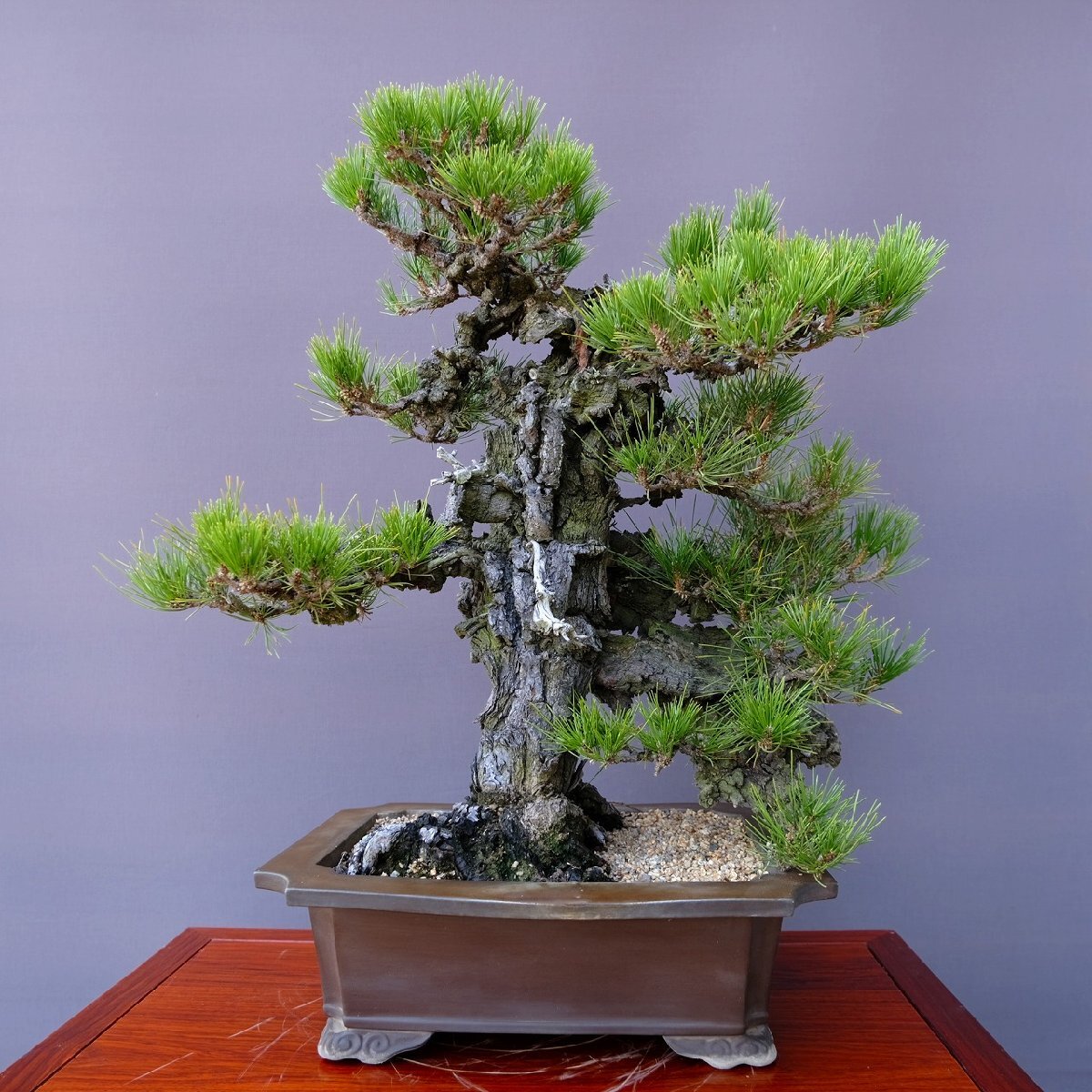 中古】瑞祥模様木中品盆栽 五葉松 松柏 日本 植木の落札情報詳細