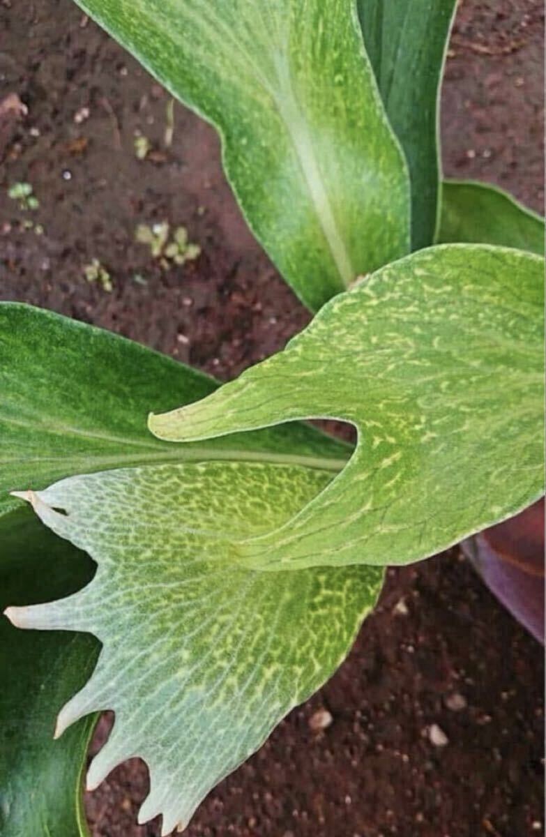 新品】【のむさん】P. 'Bahia' variegated 【長期管理株】【斑入り