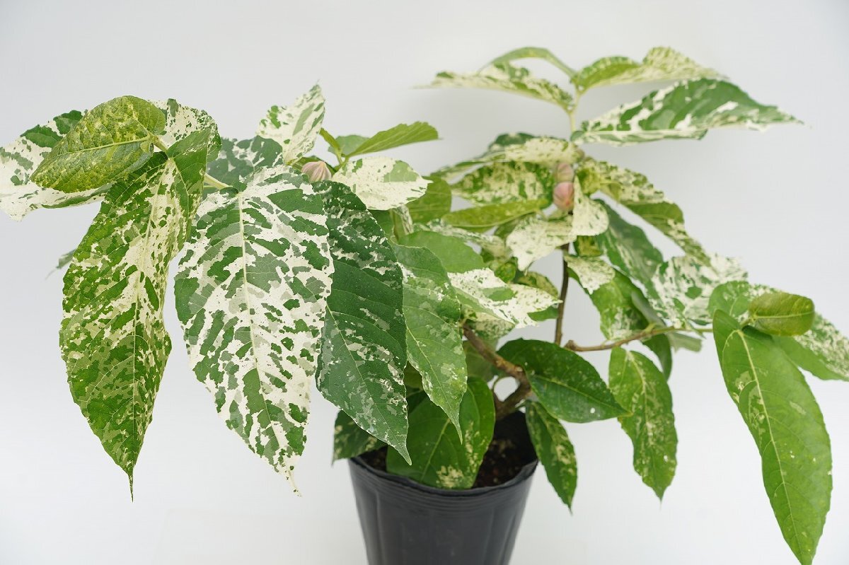 【激レア】斑入り観葉植物 フィカス・アスペラ・パーセリー ① 植物です。】☆TO☆フィカス・アスペラ パーセリー 美しい斑入り観葉