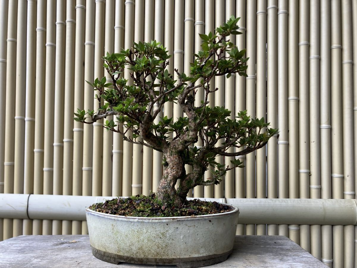※引取限定※　盆栽　皐月(如峰山)　樹高72cm 皐月(さつき)：如峰山】 樹高41㎝ 中品盆栽 サツキ盆栽 模様木 大樹の