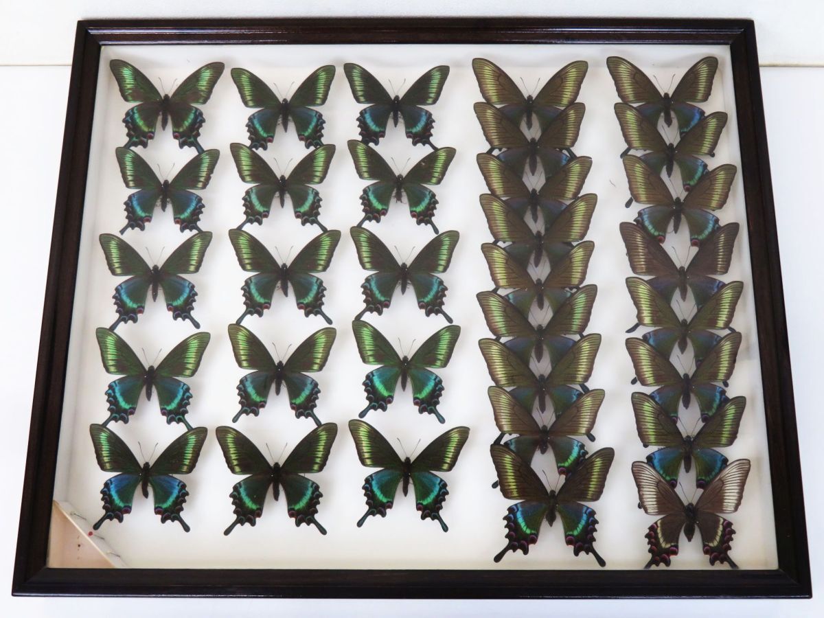 蝶標本　北海道産　メタリックな極美麗ミヤマカラスアゲハ♂ 飼育品　完品‼️ 国産蝶標本 ミヤマカラスアゲハ（美麗）A-♂ 北海道・美瑛町 産の落札