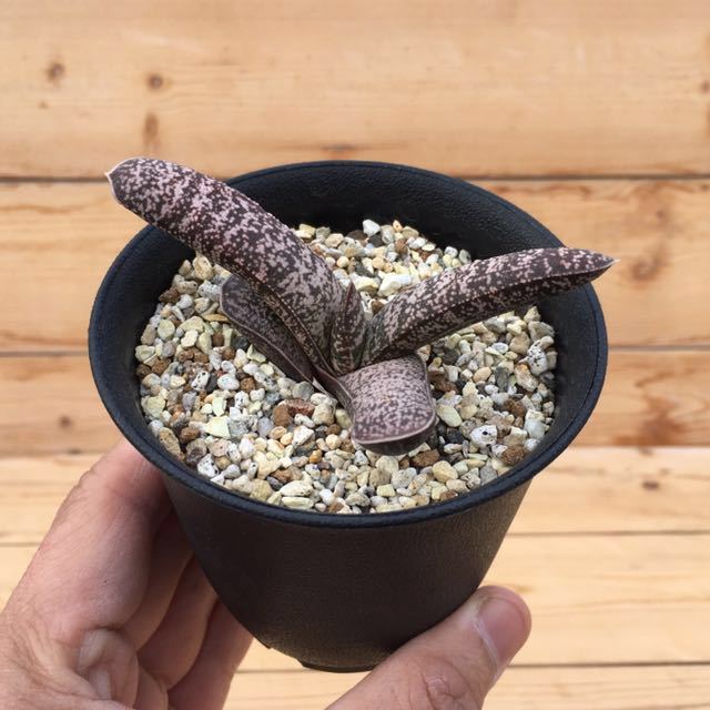 新品】σガステリア 春鶯囀ドロミチカ 3号 1枚目参考画像 Gasteria