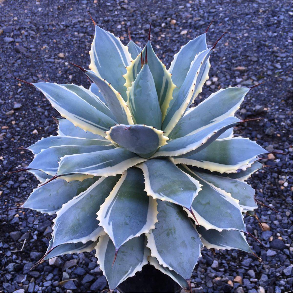 新品】σアガベ ポタトラム アイ・スクリーム 3.5号 Agave potatorum