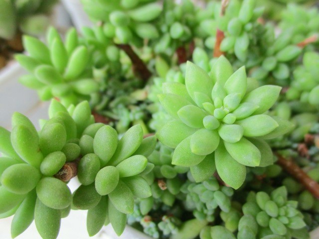 多肉植物 ピンクベリー カット苗 の落札情報詳細 ヤフオク落札価格情報 オークフリー スマートフォン版