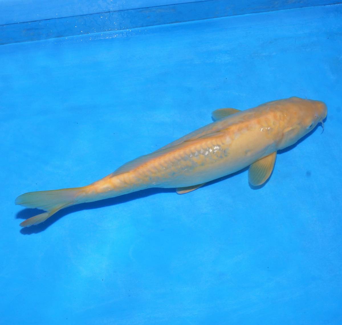 新品 丸堂産 ドイツからし鯉 18年産 43cm 雌 Bandou グレープ アイが可愛いくて かなり大きくなりますよ M M の落札情報詳細 ヤフオク落札価格情報 オークフリー スマートフォン版