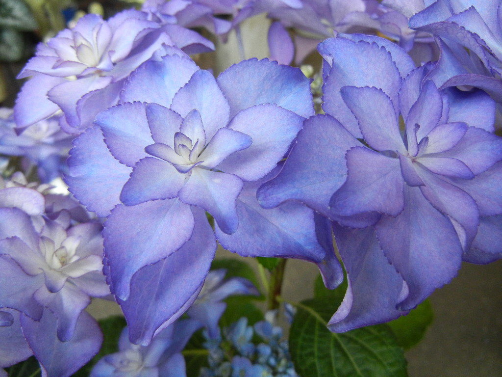 新品 値下げ 現物 新品種アジサイ 紫陽花 ブリーディングセレクション カサノバ 5寸鉢 の落札情報詳細 ヤフオク落札価格情報 オークフリー スマートフォン版