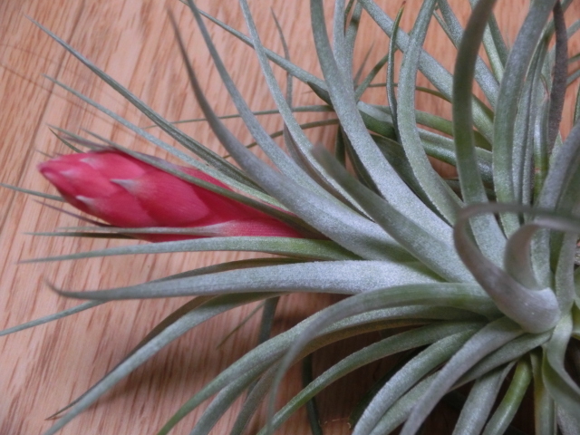 エアプランツ チランジア コットンキャンディ クランプ ピンクのつぼみ付き の落札情報詳細 ヤフオク落札価格情報 オークフリー スマートフォン版