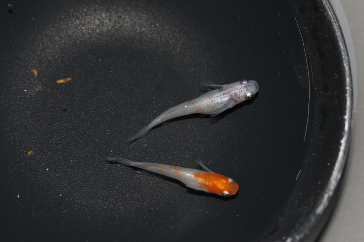 日本限定モデル 池のメダカ様専用カラーサンプル 植物 観葉植物 Www Yourhealthymeasures Com