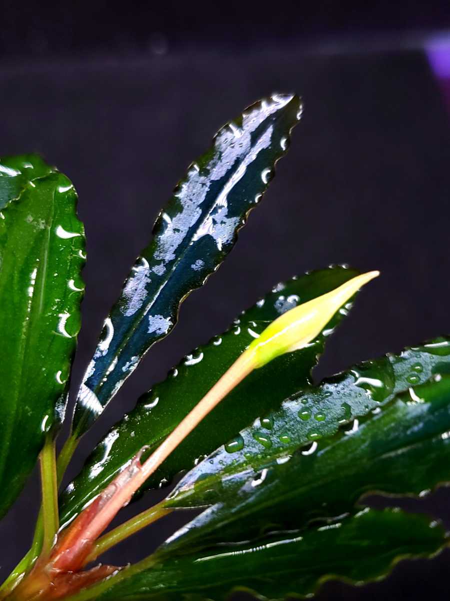 【LA便】ブセファランドラ Bucephalandra Murung raya ブセファランドラsp Murung raya（ムルンラヤ）（LA便）No 4