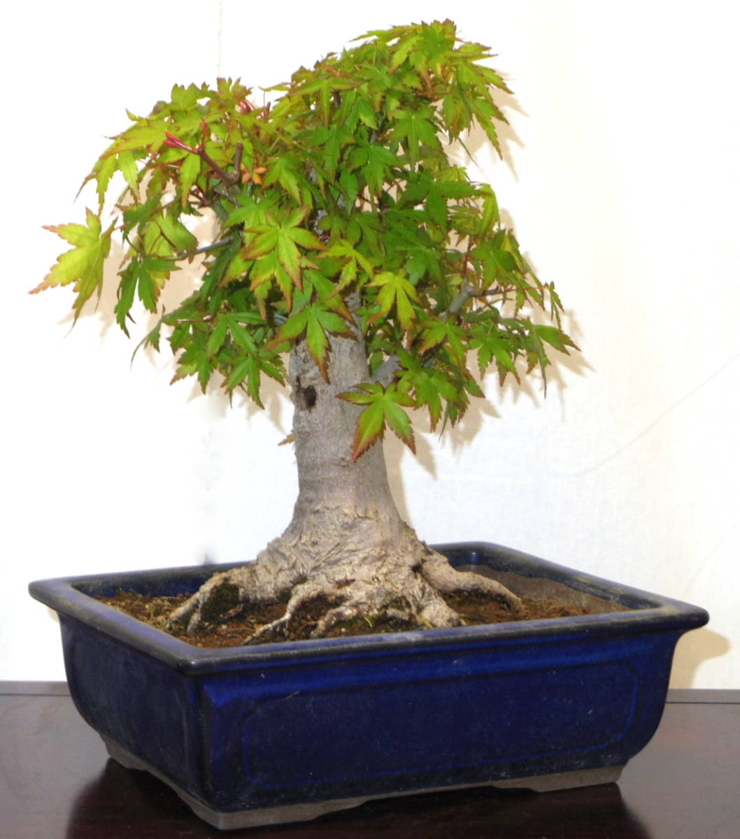 黒松 盆栽 高さ24cm 取りに来れる方大歓迎 自社配送も可