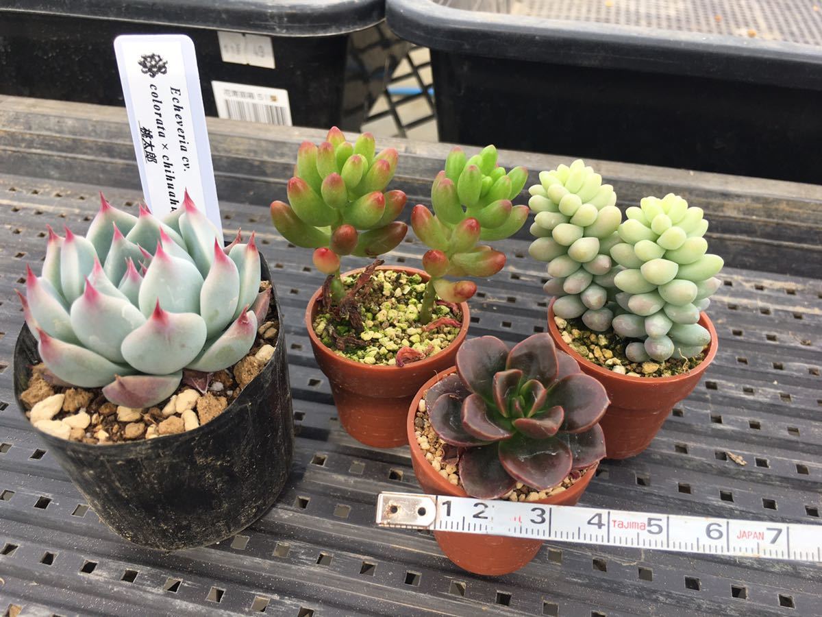 多肉植物 4点セット 桃太郎 メラコ 虹の玉 ビアホップ エケベリア セダム の落札情報詳細 ヤフオク落札価格情報 オークフリー スマートフォン版