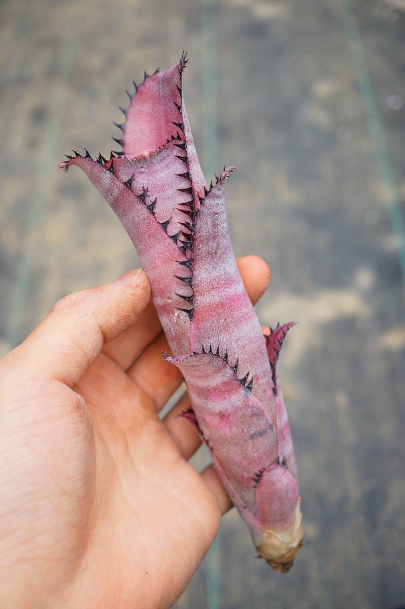 Billbergia 