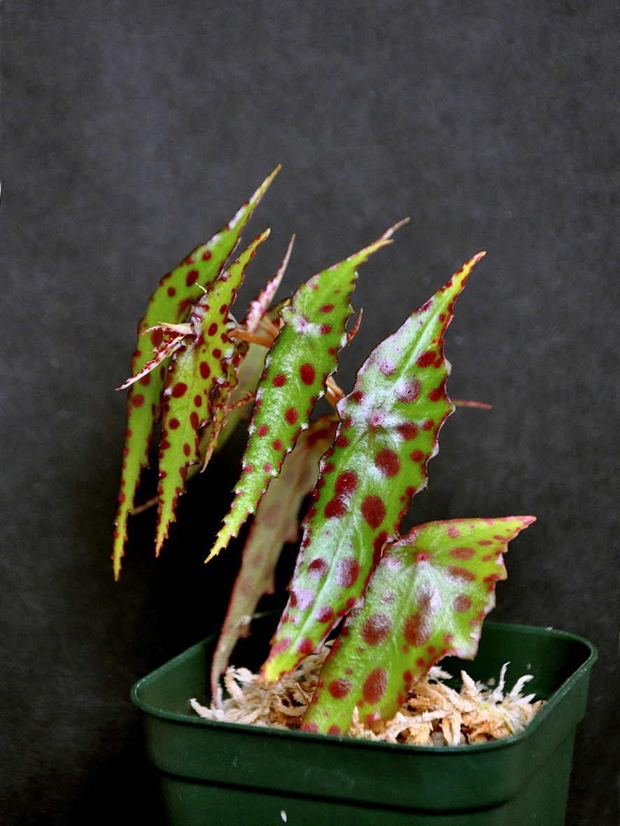 原種ベゴニア□Begonia Amphioxus□ ベゴニア アンフィオクサス [熱帯
