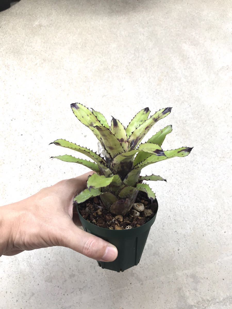 新品】Canistrum triangulare 'Clone N.' （カニストラム