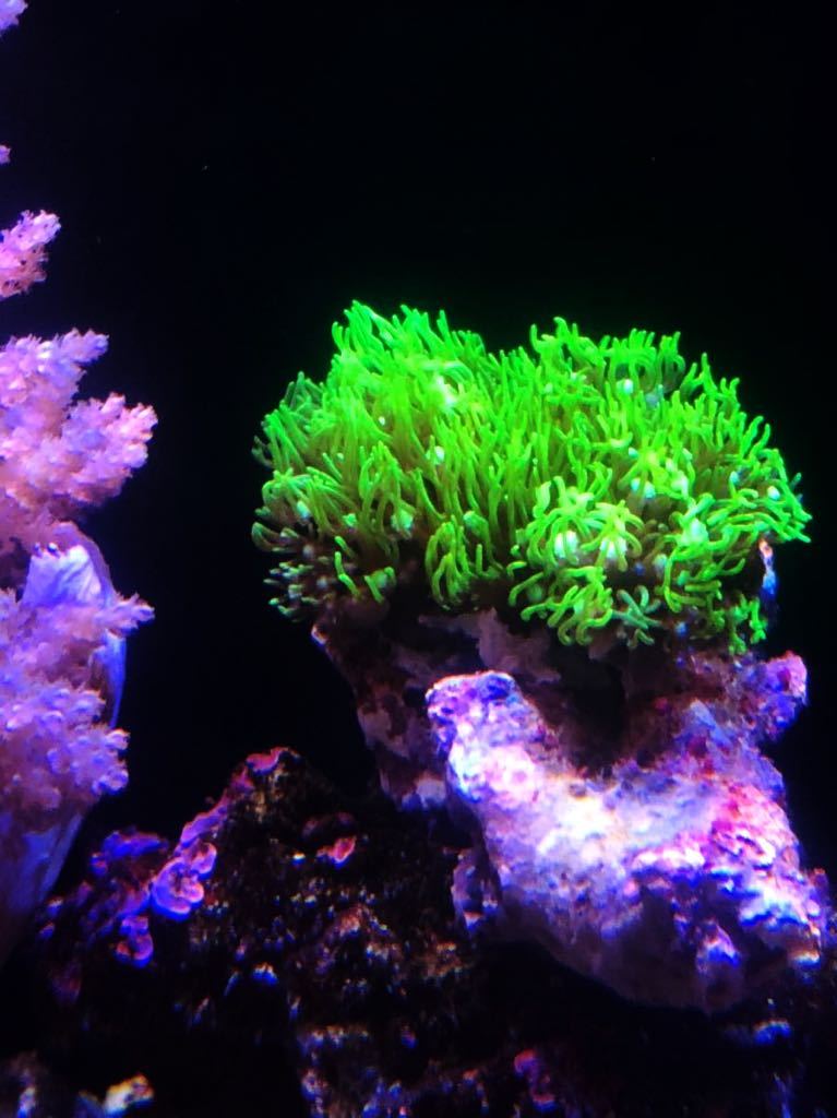 ★Star★　スターポリプ大・full：green スターポリプ⁄Star Polyps | CORAL ROOM
