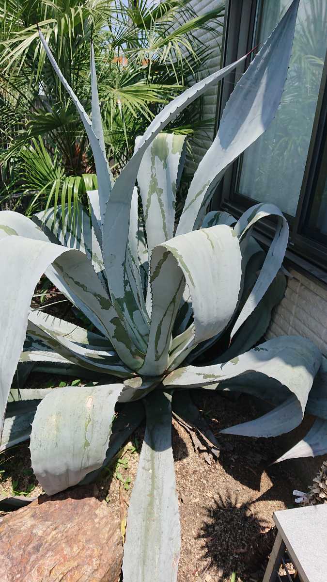 アガベ フランゾシニー ソートゥース アガベ』【フランゾシニー