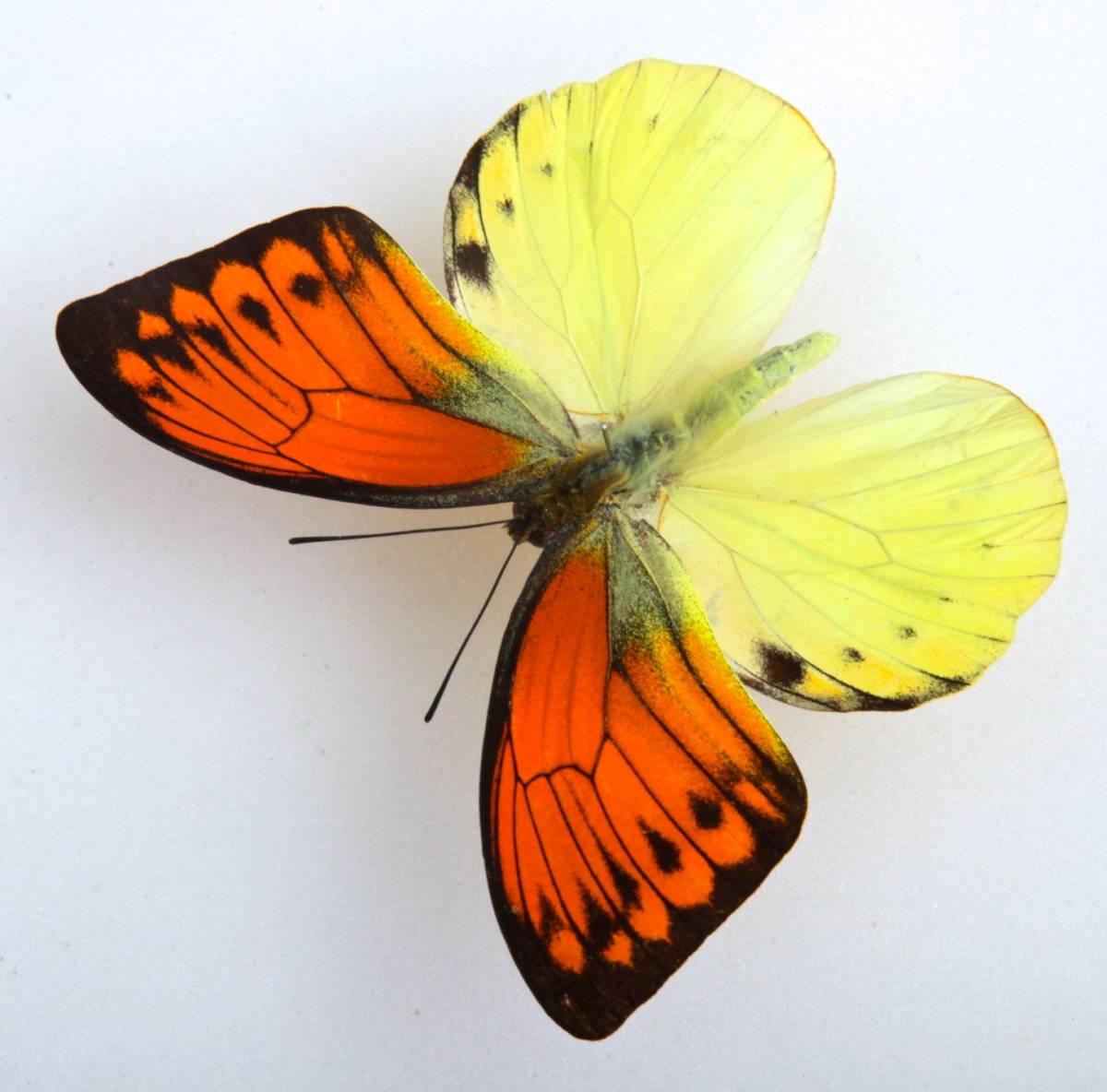 ヒイロツマベニチョウ　蝶 標本　アンティーク調 ヒイロツマベニチョウ 蝶 標本 アンティーク調 ヒイロツマベニチョウ