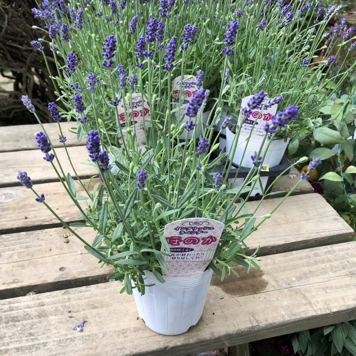 新品 プレミアムガーデニング 数量２ イングリッシュラベンダー ほのか ３ポット の落札情報詳細 ヤフオク落札価格情報 オークフリー スマートフォン版