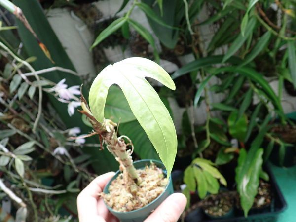 アンスリウム・モロネンセ 三つ葉のこれも面白い原種の落札情報詳細