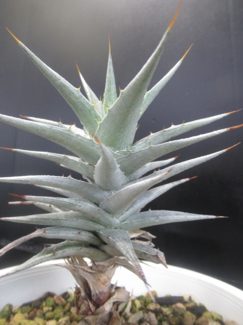 デウテロコニア ローレンチアナ シルバー デウテロコニア ローレンチアナ シルバー F00346_Deuterocohnia