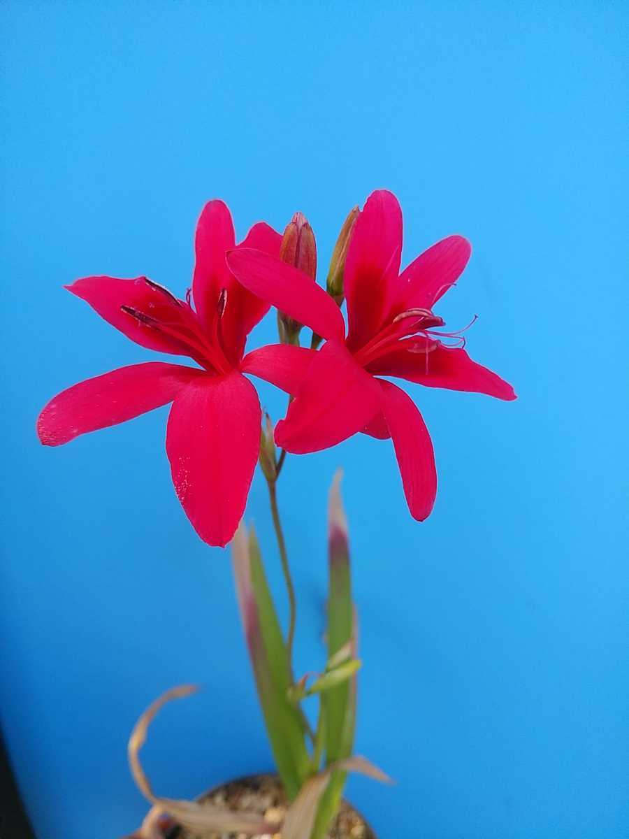 南アフリカ球根種：フリージア・グランディフローラ球根、 | ケープ