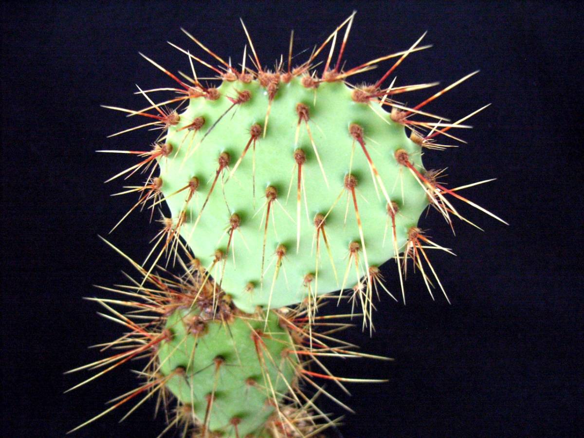 多肉植物 ガラパゴス団扇サボテン 黒肌 （カット枝）