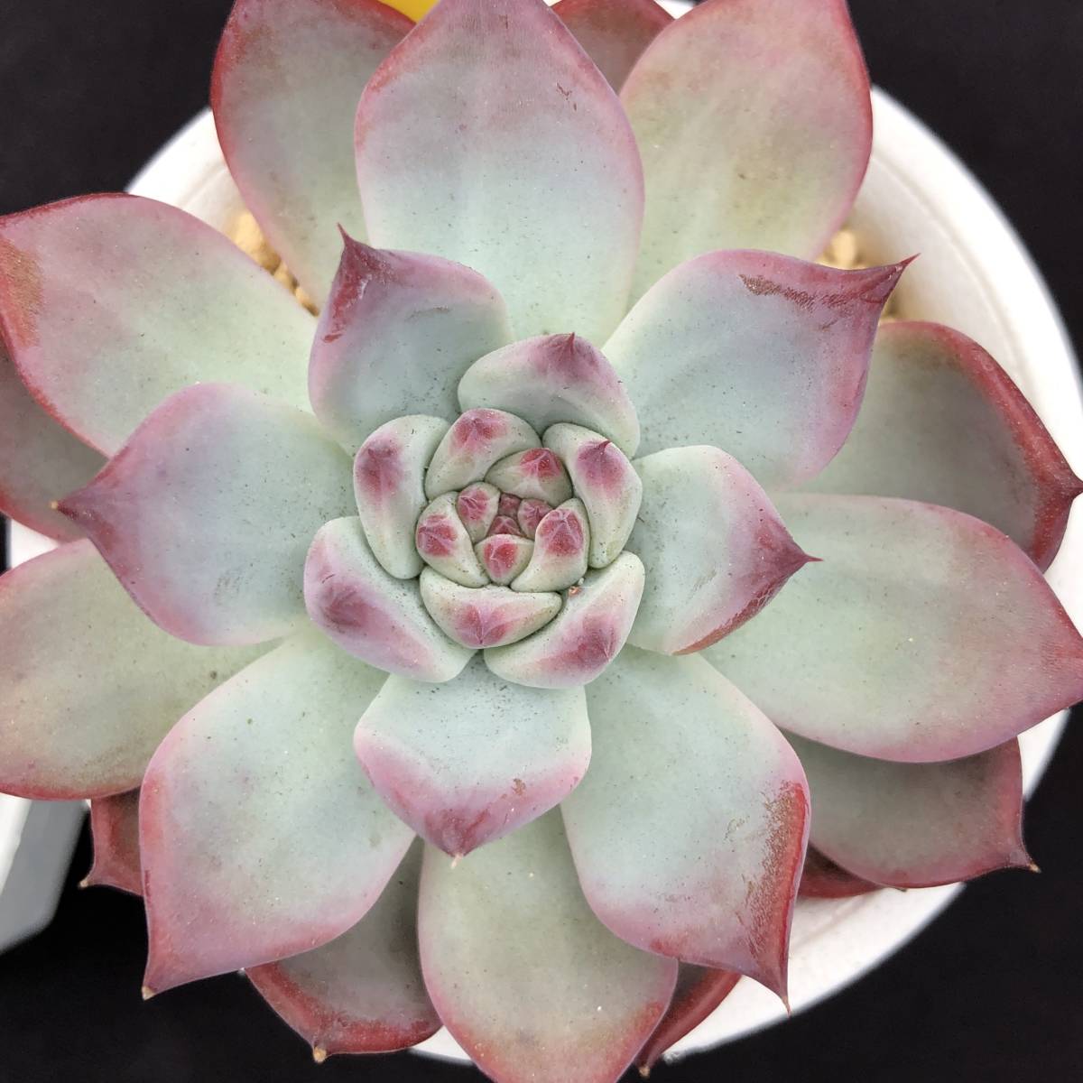 Echeveria 中里リンゼアナ E.colorata'Lindsayana' リンゼアナ中、最美