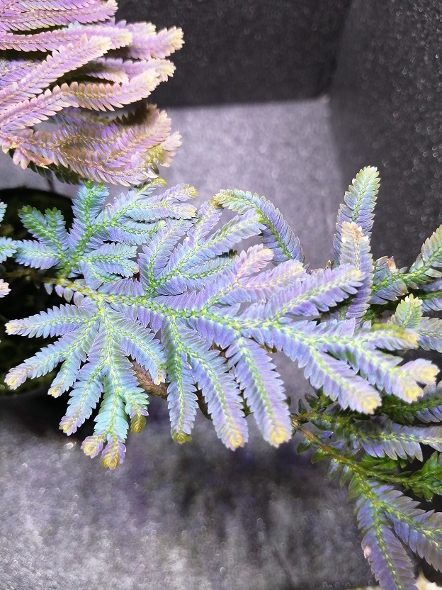 セラギネラ・サイアメンシス Selaginella siamensis 極上発色株