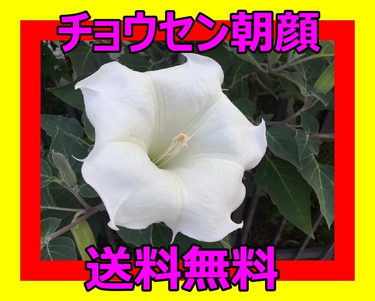 新品 純白 大輪 曼陀羅華粒 アメリカチョウセンアサガオ ダチュラ 朝鮮朝顔 まんだらげ の落札情報詳細 ヤフオク落札価格情報 オークフリー スマートフォン版