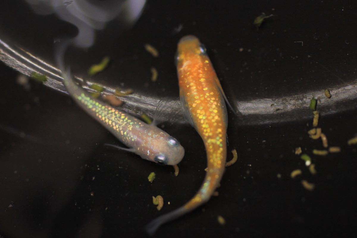 新品 王華 現物出品 次回未定 1ペア 上州メダカ様から購入しました メダカ 活餌専門店 の落札情報詳細 ヤフオク落札価格情報 オークフリー スマートフォン版