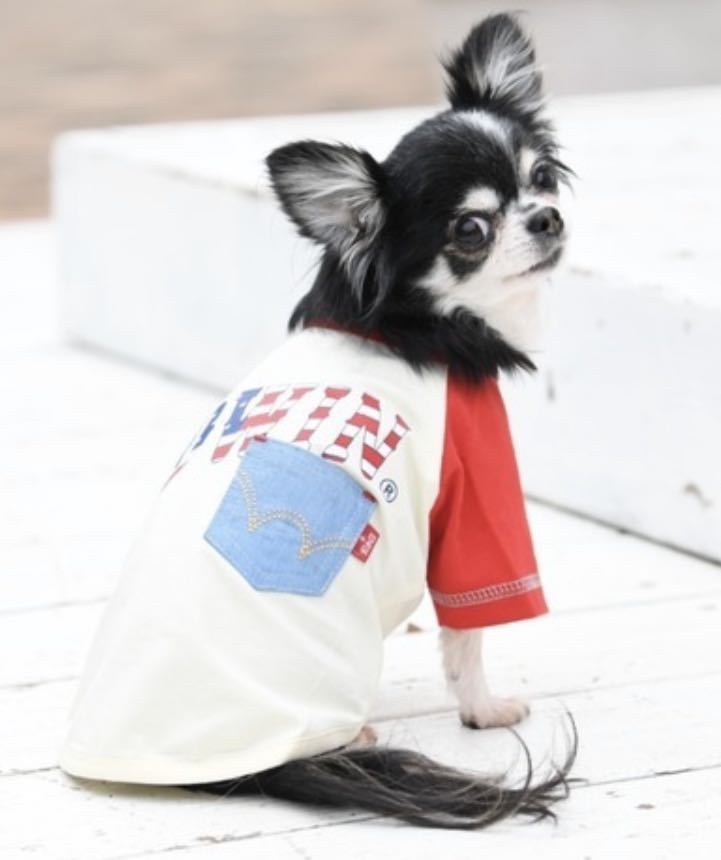 試着のみ Edwin エドウイン アメリカンシャツ 犬服 ペット夏用洋服 ドッグウェア 小型犬 チワワ シーズー パピヨン トイプードル の落札情報詳細 ヤフオク落札価格情報 オークフリー スマートフォン版