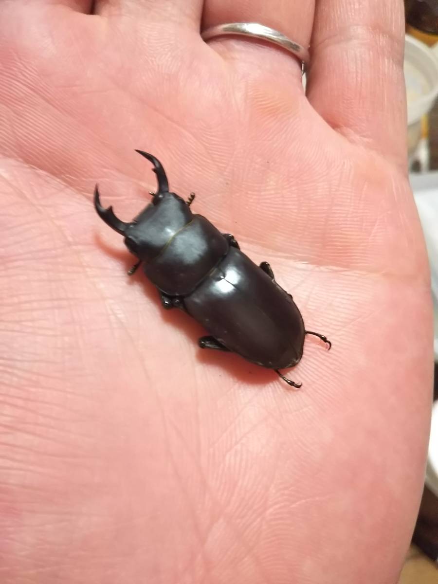 ヤエヤマコクワガタ ペア♂️37㎜ ♀️31㎜