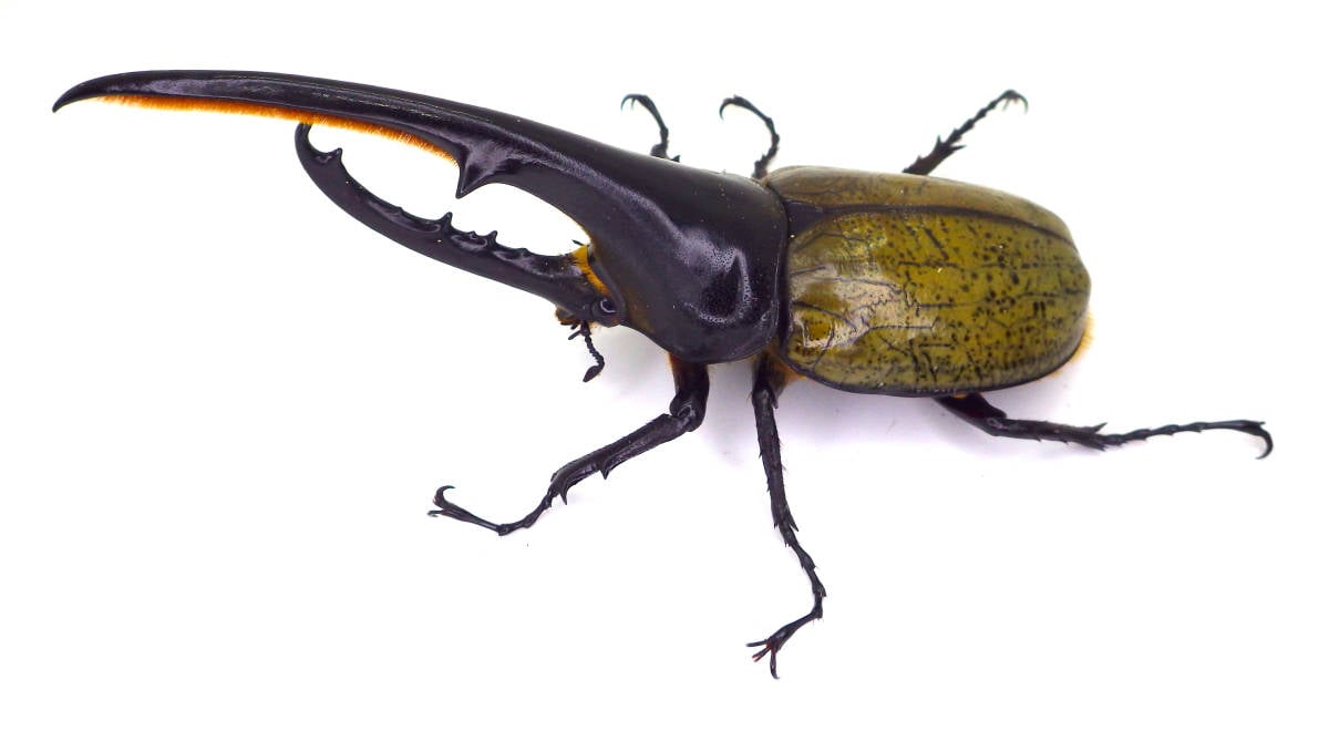ヘラクレスオオカブト ギネス血統 オス一頭 カブトムシ
