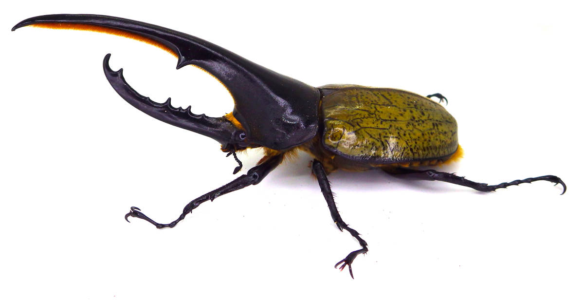 □RK DHヘラクレスオオカブト 成虫 オス ♂ 単品 151mm HA血統