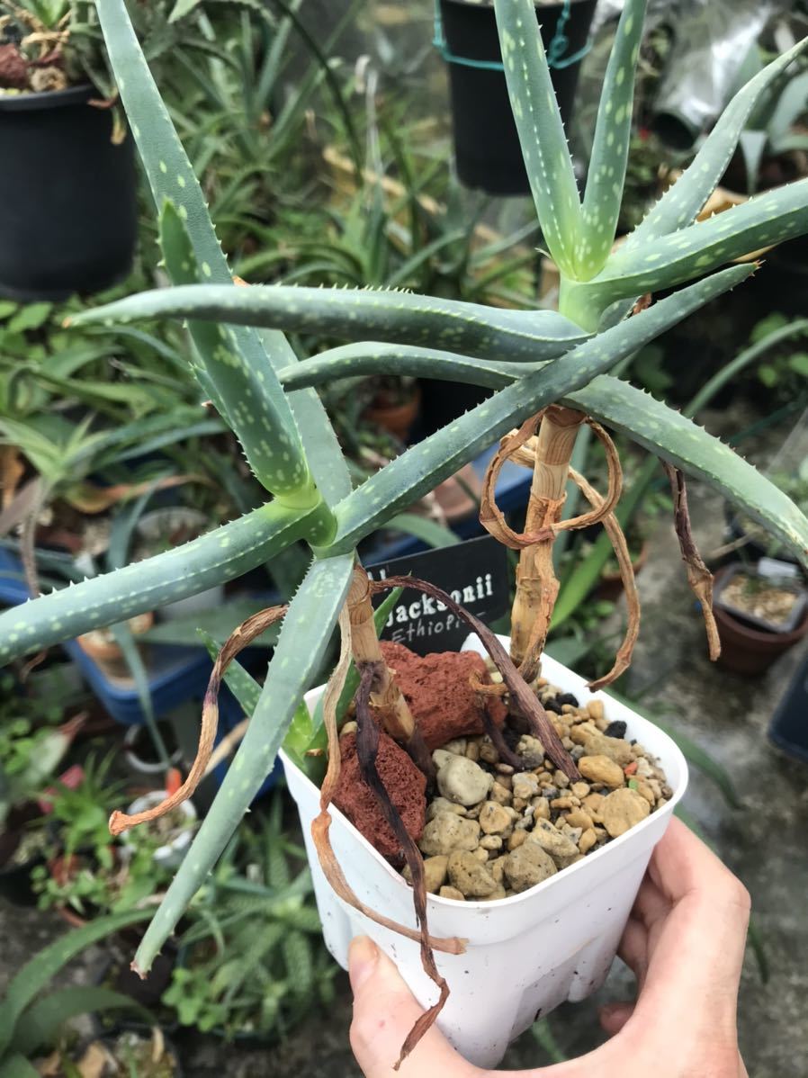 Aloe jacksonii [Ethiopia]   -  Yahoo!