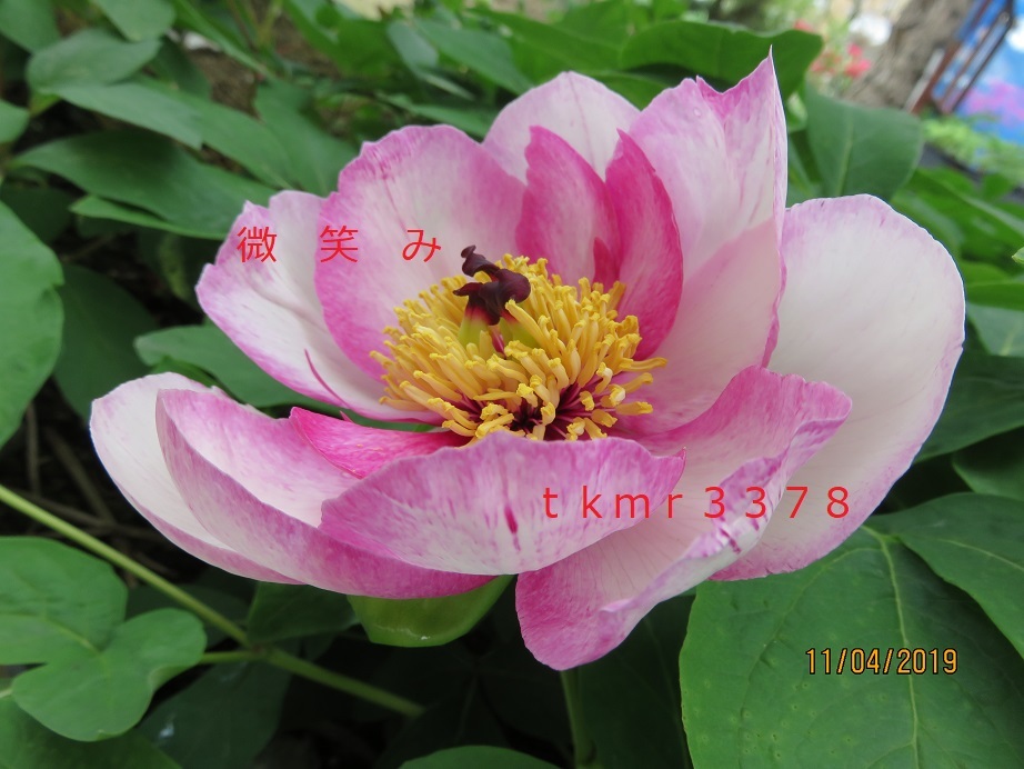 ♪ 山野草：ヤマシャクヤク 『銘品・火の国、2年生』♪