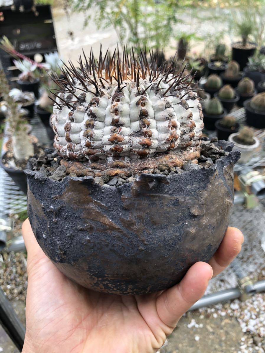 コピアポア 現地球 輸入 孤竜丸 黒王丸 コルムナアルバ シネレアの落札