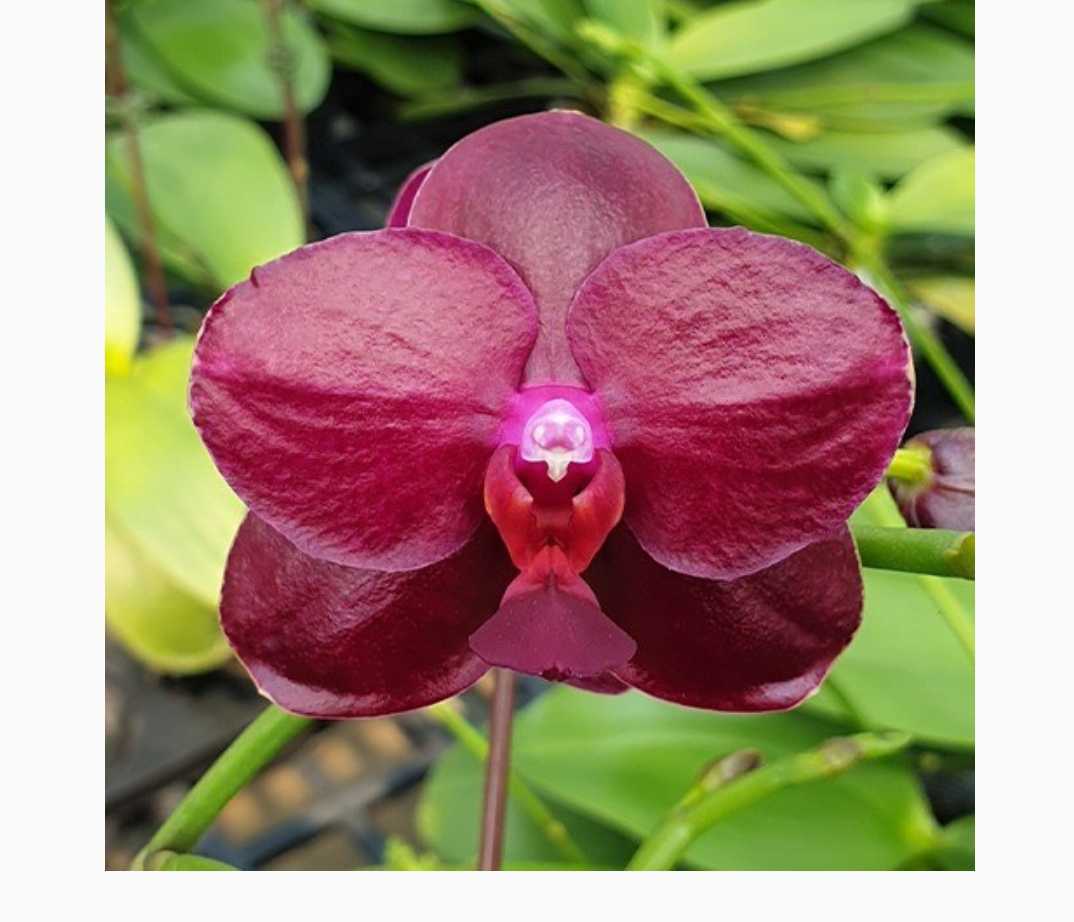 台湾直輸入品 洋蘭 ファレノプシス 胡蝶蘭 Phal Sogo Relex 厚弁 艶花 長持ち 香り 多輪咲き の落札情報詳細 ヤフオク落札価格情報 オークフリー スマートフォン版