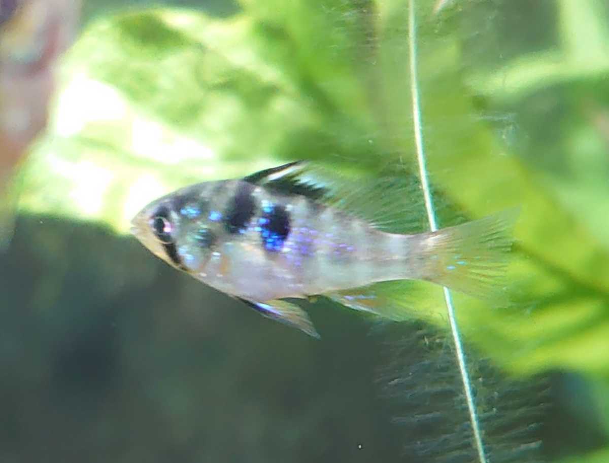 新品 ブリリアント ラミレジィ 国産ブリード 稚魚5匹 ドイツラム アピストグラマ の落札情報詳細 ヤフオク落札価格情報 オークフリー スマートフォン版