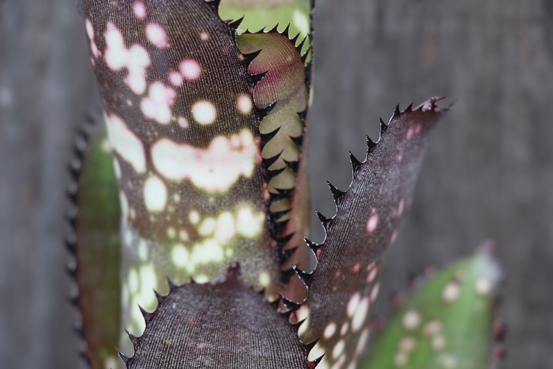 新品】AmazonicoBillbergia Waxing Gibbousビルバージア ビルベルギア