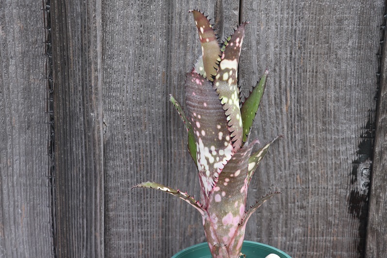 新品】AmazonicoBillbergia Waxing Gibbousビルバージア ビルベルギア