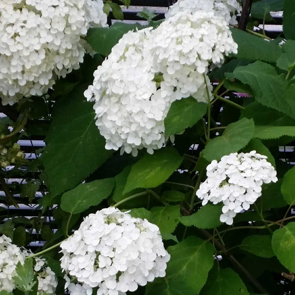 新品 アジサイ アナベル 挿し木苗 1本 落葉低木 ホワイトガーデン の落札情報詳細 ヤフオク落札価格情報 オークフリー スマートフォン版