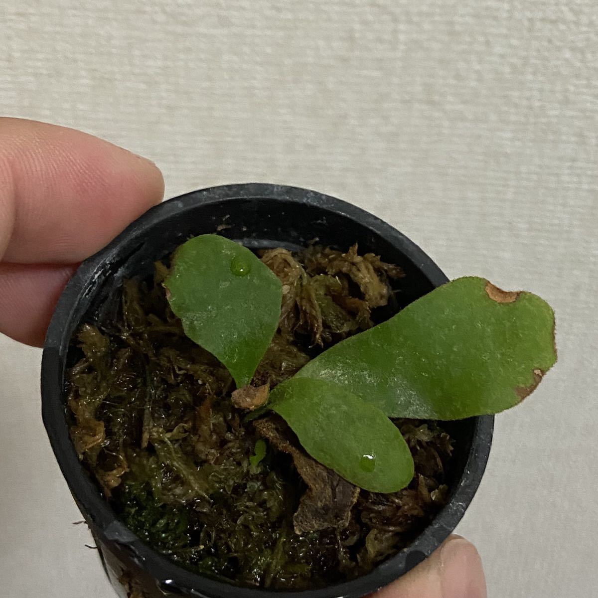 新品 ビカクシダ ウィリンキー Celso Tatsuta 子株 10 の落札情報詳細 ヤフオク落札価格情報 オークフリー スマートフォン版