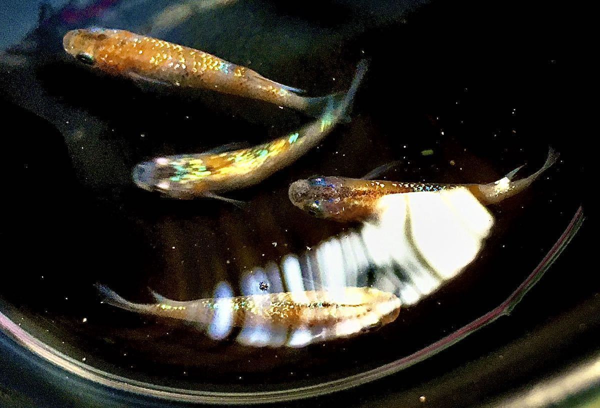 新品 貴めだか 卵50個 A 月華 メダカ 有精卵50個内保証25個込 メダカ 卵 青ラメが入り熱帯魚の様です B の落札情報詳細 ヤフオク落札価格情報 オークフリー スマートフォン版