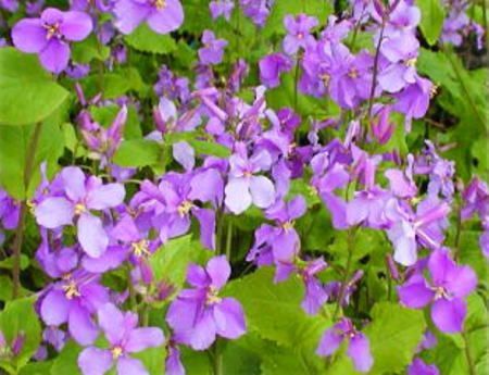 新品 たね ムラサキハナナ 大入り ４００粒 可愛いお花畑 紫花菜 育てやすい の落札情報詳細 ヤフオク落札価格情報 オークフリー スマートフォン版